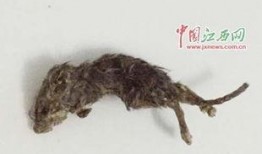 老鼠吃瓜最新事件爆料,揭秘瓜农与鼠患的奇妙对决